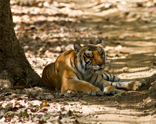 Jim Corbett (Ramnagar)